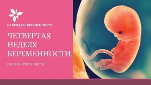 Календарь беременности: срок 4 недели