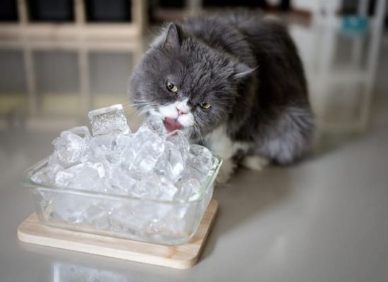 Нравится ли кошкам, когда им предлагают воду в виде кубиков льда?