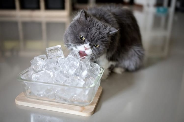 Нравится ли кошкам, когда им предлагают воду в виде кубиков льда?