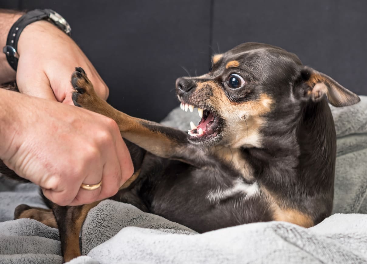 Когда собака становится агрессивной?