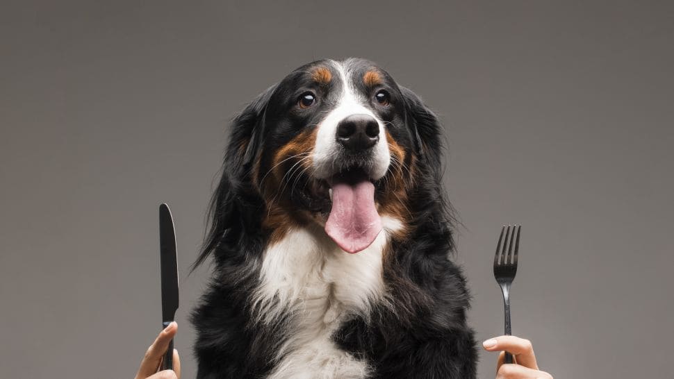 Человеческая еда не всегда подходит для собаки