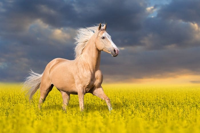 Что означает, если снится лошадь?