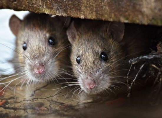Что значит, если снятся мыши или крысы