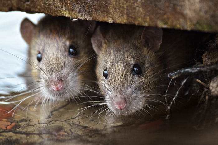 Что значит, если снятся мыши или крысы?