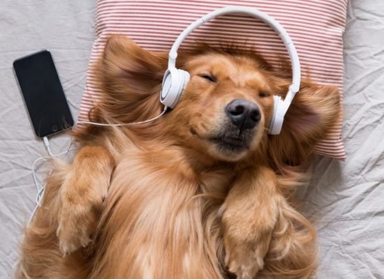 Какую музыку любят слушать собаки?