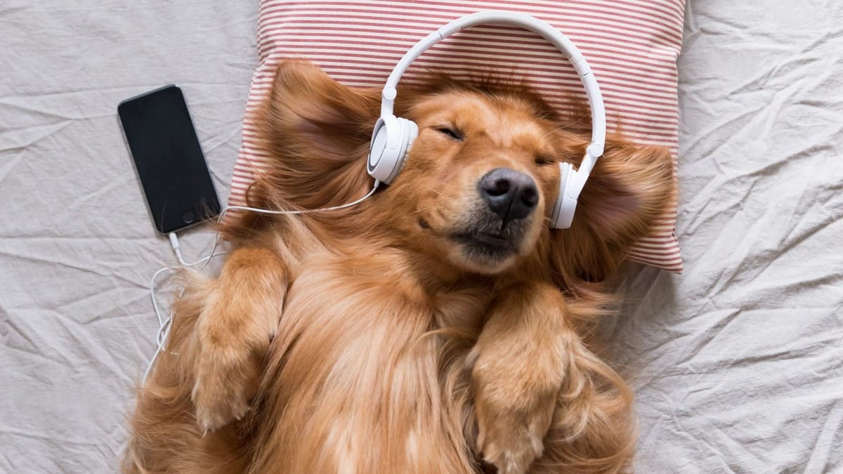 Какую музыку любят слушать собаки?