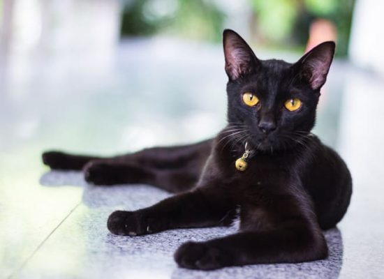 Черные кошки и окружающие их тайны