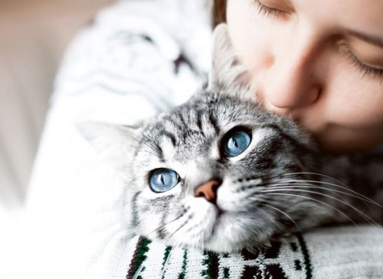 5 признаков того, что ваша кошка вас не любит