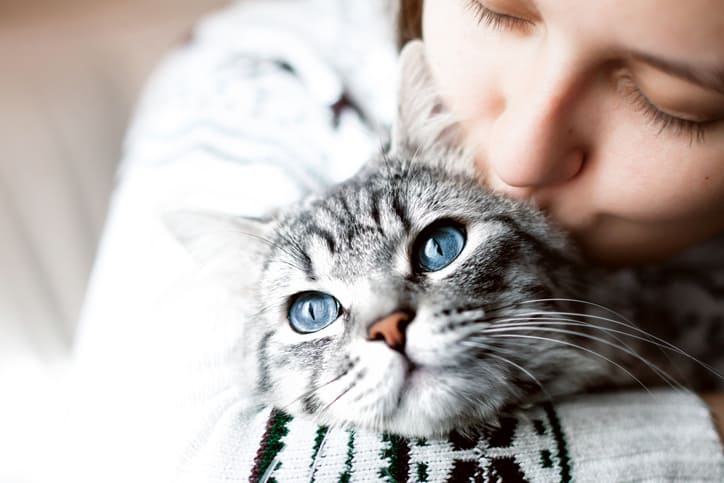 5 признаков того, что ваша кошка вас не любит