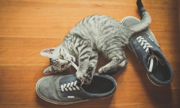 Почему кошки любят лежать на ботинках своих хозяев?