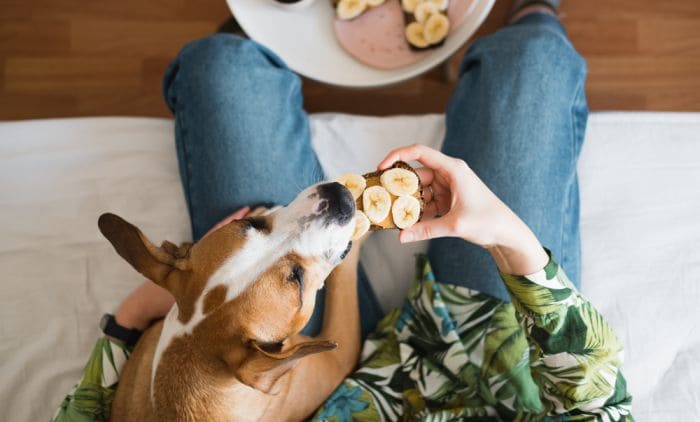 Безопасны ли бананы для собак?