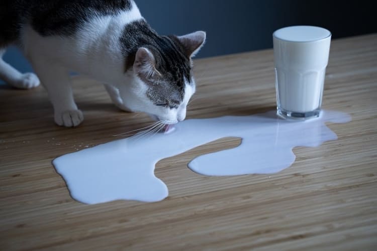 Кошки любят молоко или воду?