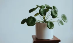 Растения Фэн-шуй, которые привлекают удачу, позитив и деньги