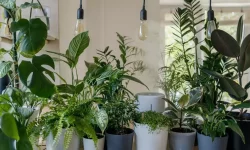 Растения Васту Шастра для дома, которые способствуют денежному успеху и процветанию