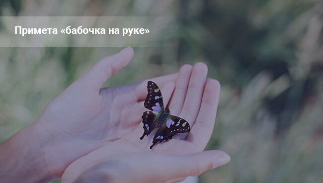 Примета «бабочка на руке»