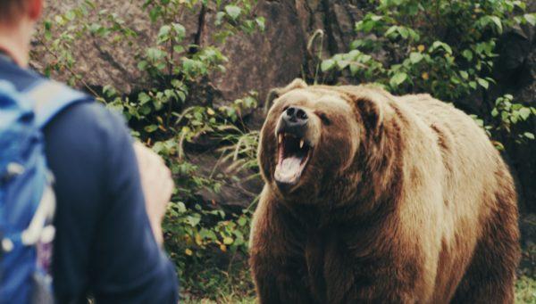 К чему снится нападающий медведь
