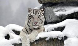 К чему снится белый тигр мужчине или женщине: сонник