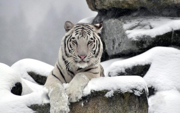 К чему снится белый тигр