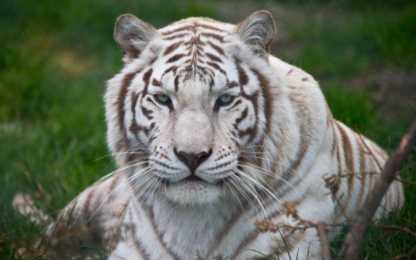 К чему снится белый тигр