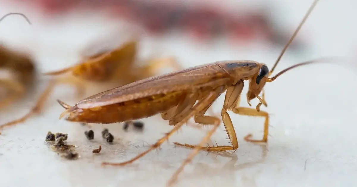 Тараканы – как избавиться от них навсегда?