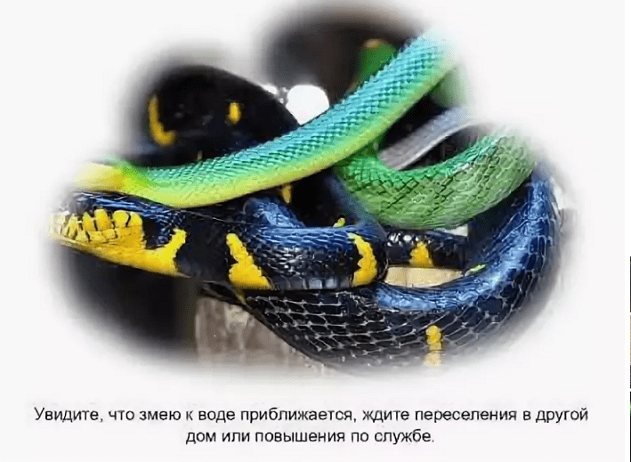 К чему снится змея, укусившая за ногу?